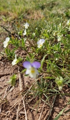 Viola tricolor tricolor