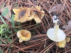 Hygrophorus hypothejus