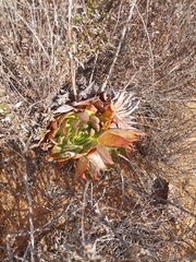 Dudleya brittonii