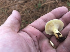 Hygrophorus hypothejus