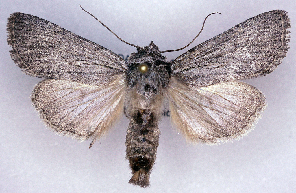 Sympistis amun