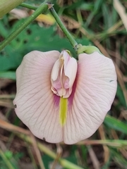 Centrosema pubescens