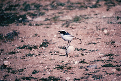 Oenanthe moesta