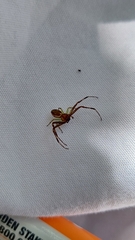 Diaea ambara