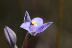 Thelymitra holmesii