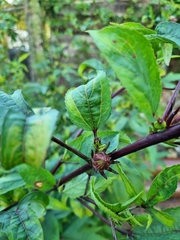 Hibiscus sabdariffa