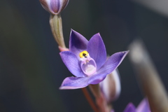 Thelymitra holmesii