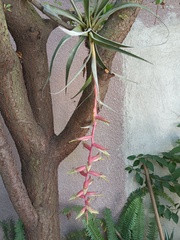 Tillandsia prodigiosa