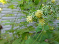Polymnia canadensis