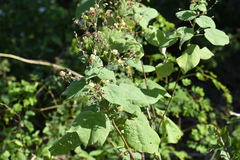 Wissadula amplissima