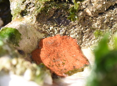 Aplidium