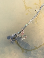 Pseudagrion rubriceps