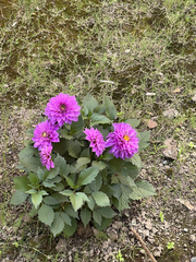 Dahlia pinnata