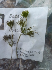 Lychnothamnus barbatus