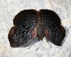 Cycloglypha enega