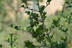 Randia obcordata