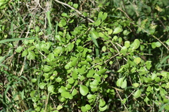 Randia obcordata