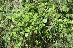 Randia obcordata