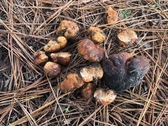 Zelleromyces cinnabarinus