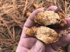 Zelleromyces cinnabarinus