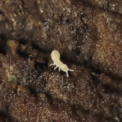 Onychiurinae