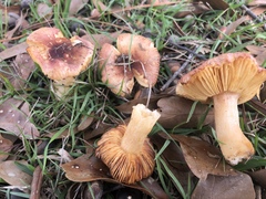 Russula appalachiensis