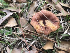 Russula appalachiensis