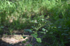 Wissadula amplissima