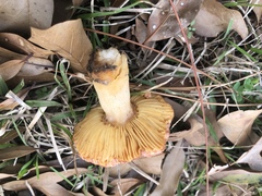 Russula appalachiensis
