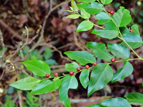 Breynia stipitata, 2022-12-12