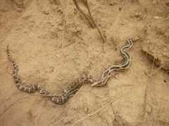 Pituophis lineaticollis