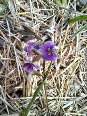 Glycine tabacina