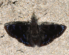 Mictris crispus