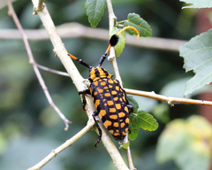 Aristobia approximator