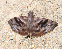 Ebrietas anacreon