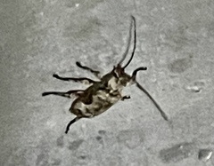 Acanthocinini