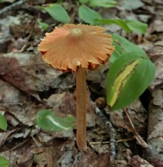 Entoloma quadratum