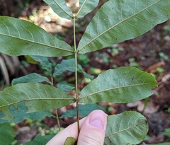 Carya aquatica