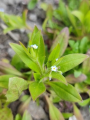 Myosotis sparsiflora
