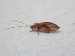 Hemerobiidae