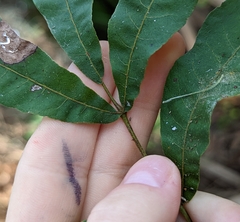 Carya aquatica