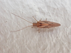 Hemerobiidae