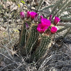 Echinocereus engelmannii fasciculatus