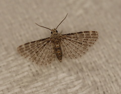 Alucita pygmaea