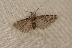 Alucita pygmaea