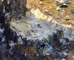 Saccostrea