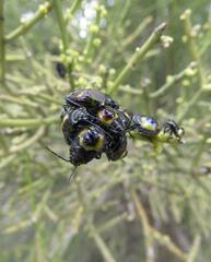 Aplerotus