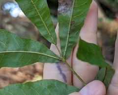 Carya aquatica