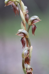 Pterostylis squamata