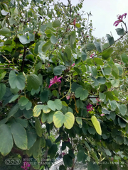 Bauhinia variegata